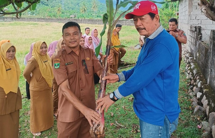 Dinas Koperasi UKM dan Tenaga Kerja Pesisir Selatan Tanam 100 Batang Pisang di Lahan Kantor